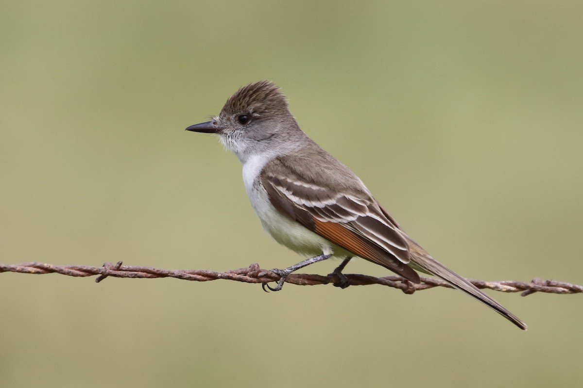 Ash-throated Flycatcher - Linda Pittman