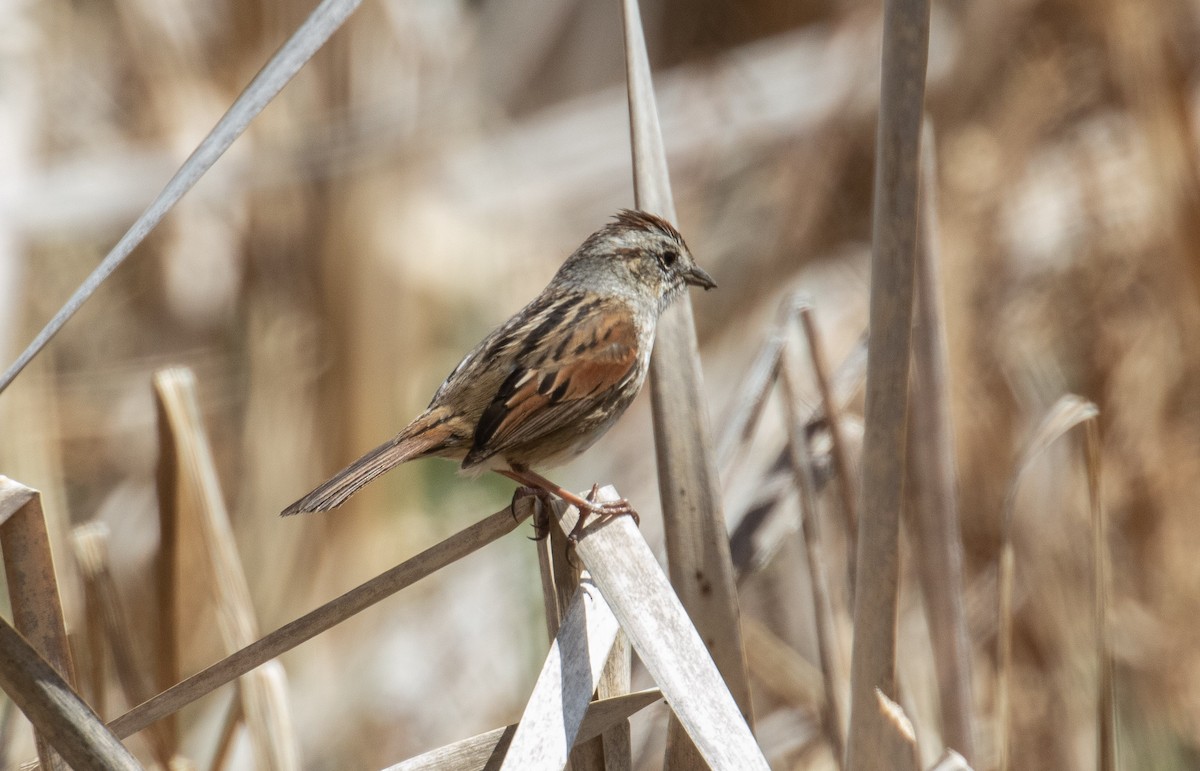 Swamp Sparrow - ML230358571