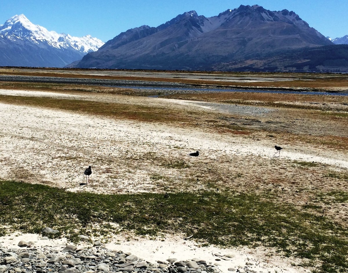 Black Stilt - Todd Pepper