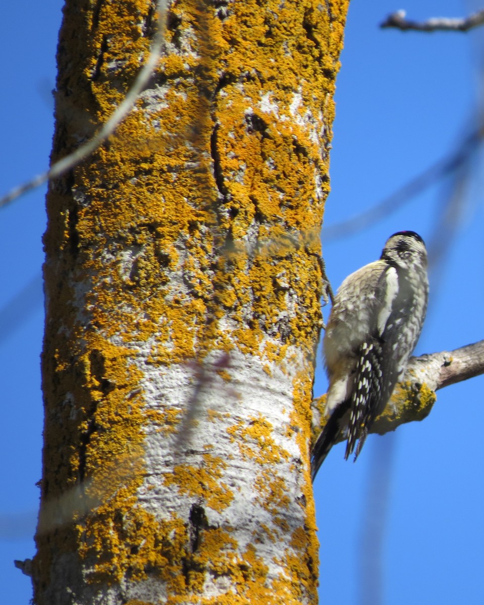 Yellow-bellied Sapsucker - ML230362241