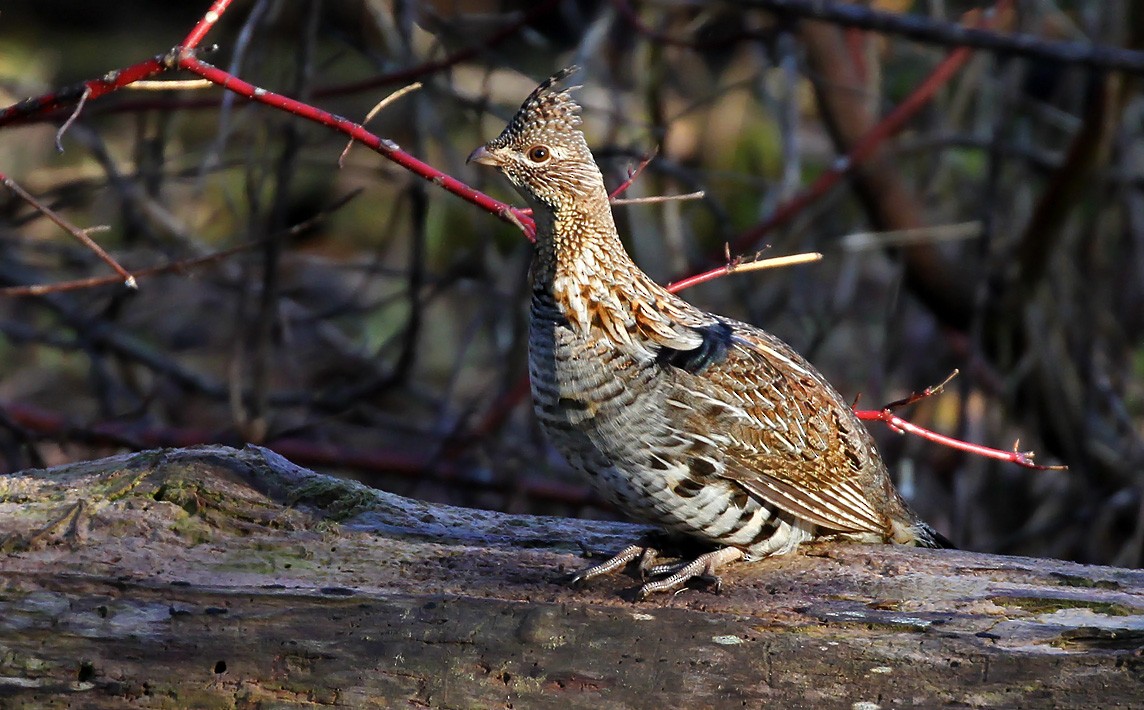 Ruffed Grouse - Ryan Brady