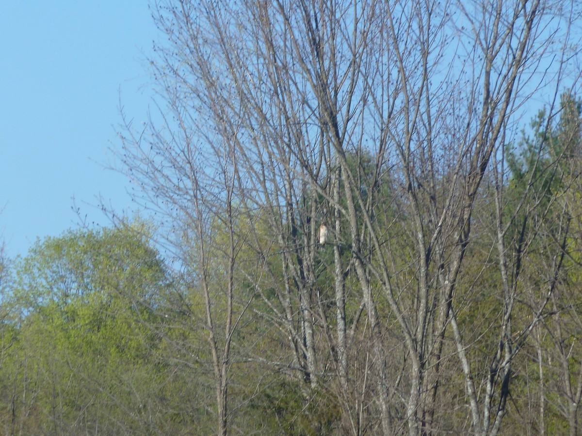 Red-tailed Hawk - Zac Cota