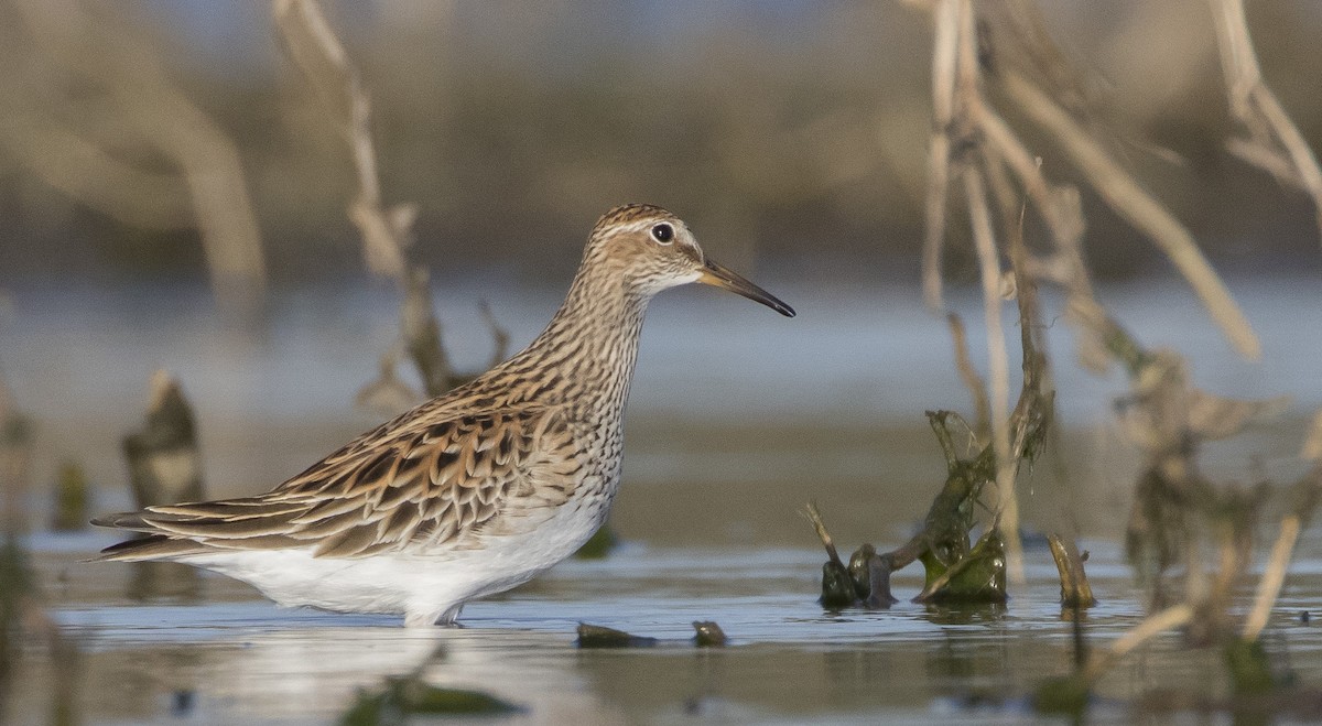 Pectoral Sandpiper - ML230364071