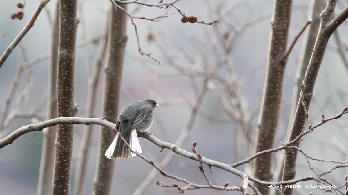 Dark-eyed Junco - ML230364121