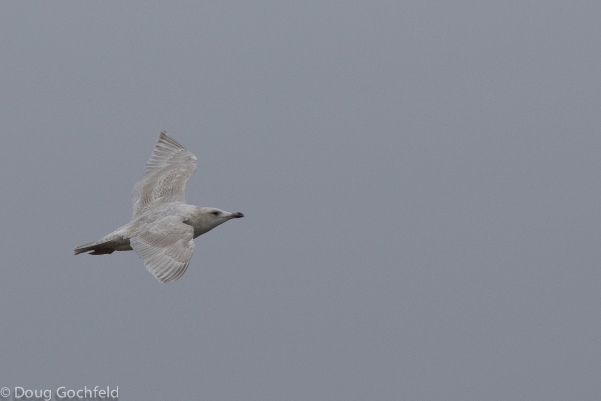 Goéland arctique (kumlieni) - ML23036461