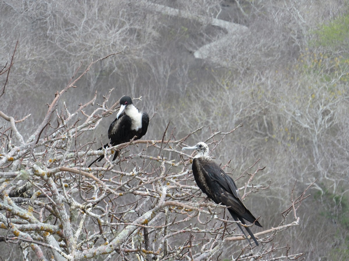 Magnificent Frigatebird - Mary Asselin