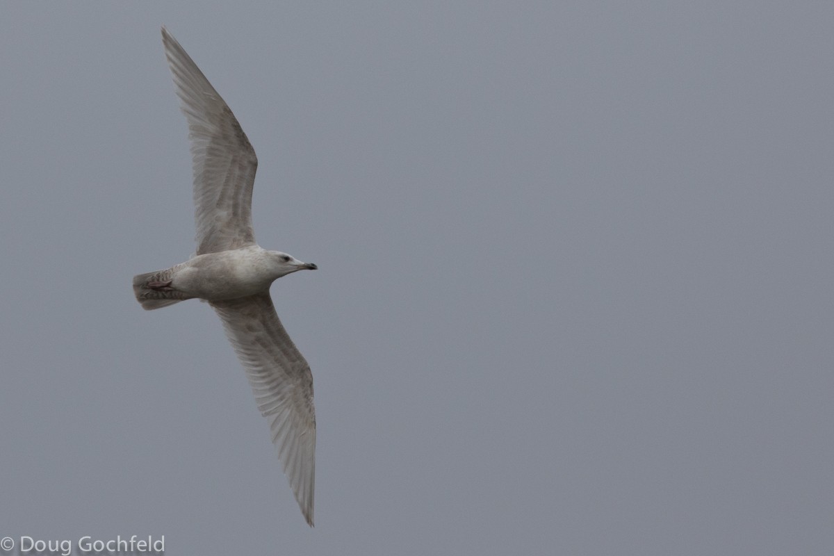 Goéland arctique (kumlieni) - ML23036481