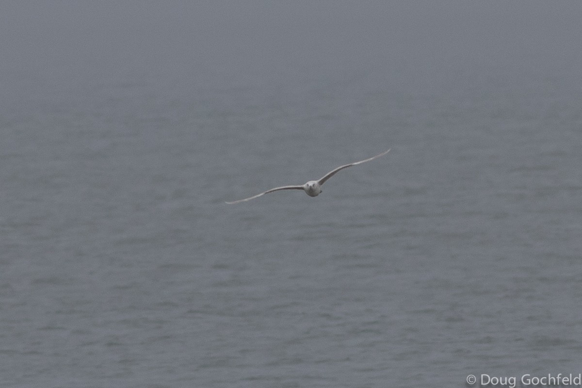 Goéland arctique (kumlieni) - ML23036491