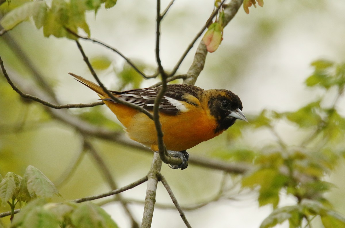 Baltimore Oriole - ML230365291