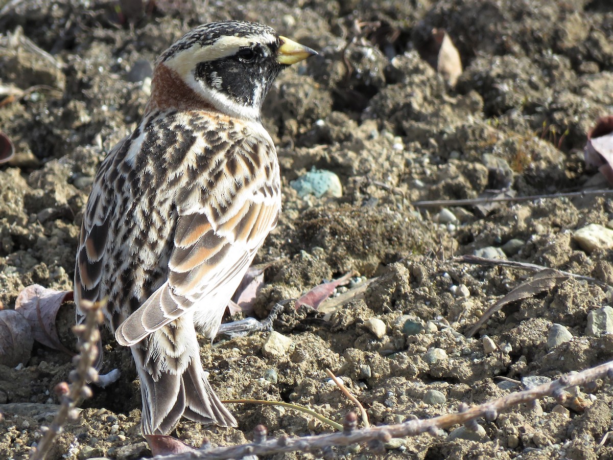 Lapland Longspur - ML230366041