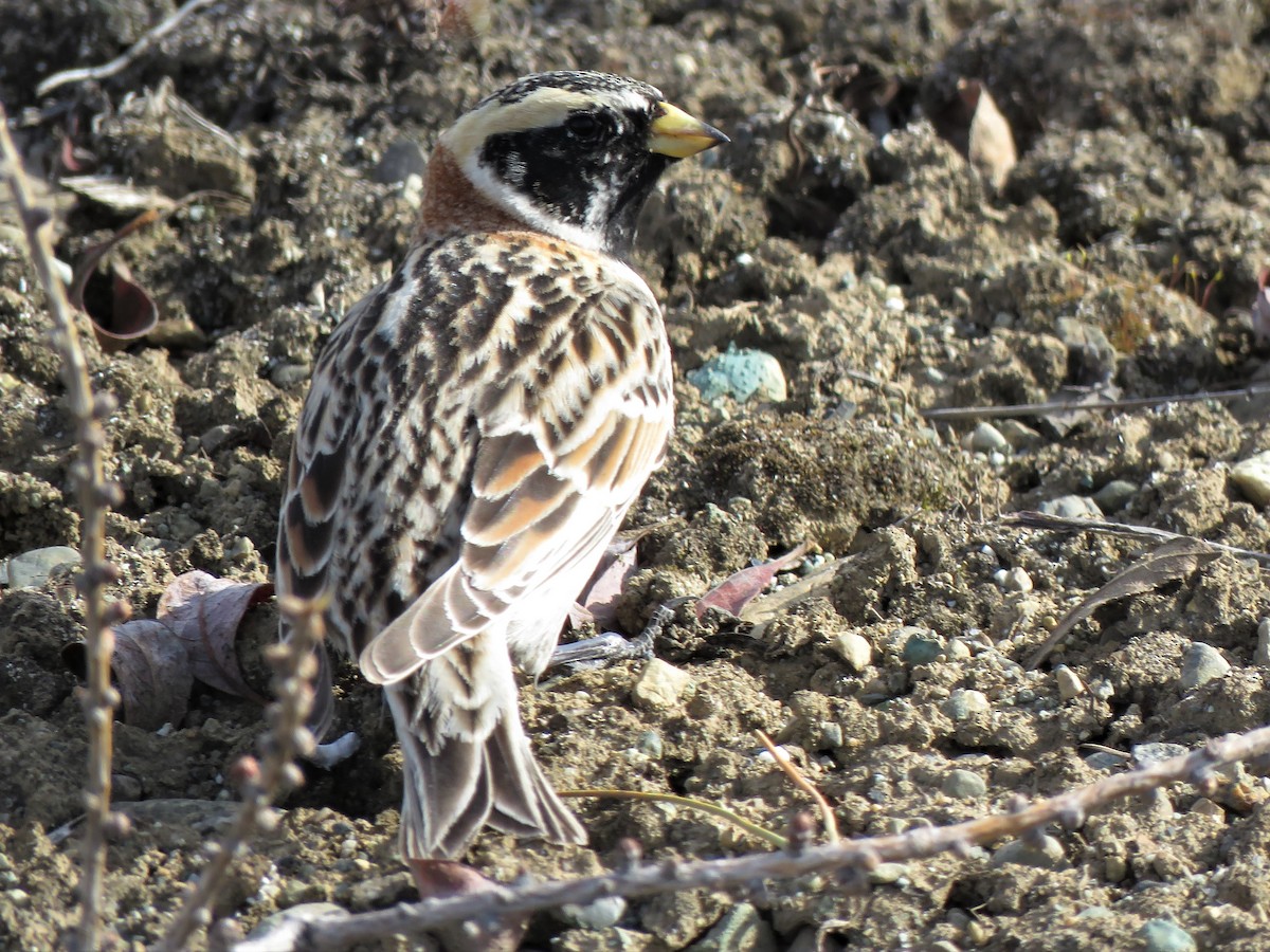 Lapland Longspur - ML230366071