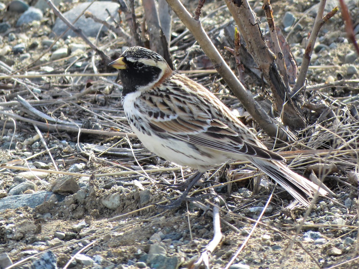 Lapland Longspur - ML230366231