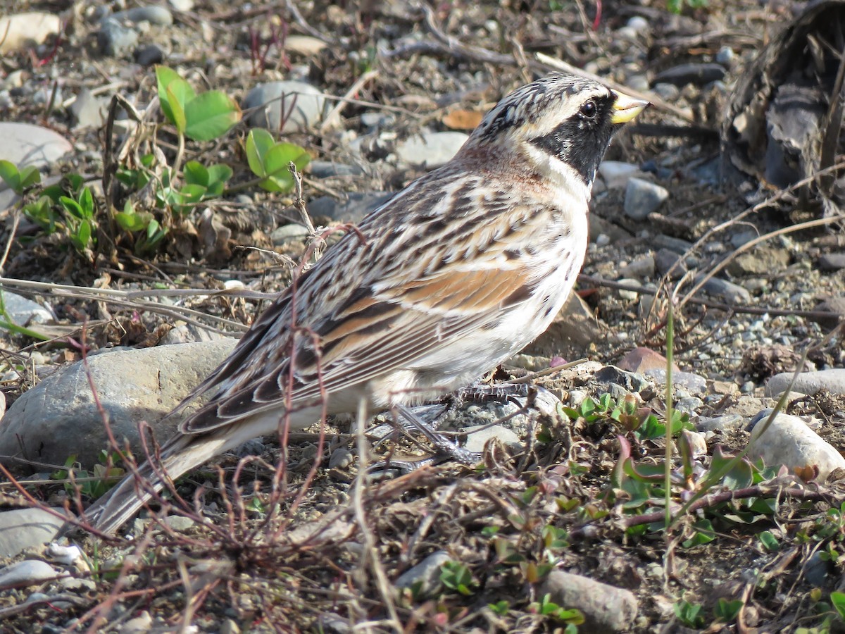 Lapland Longspur - ML230366261