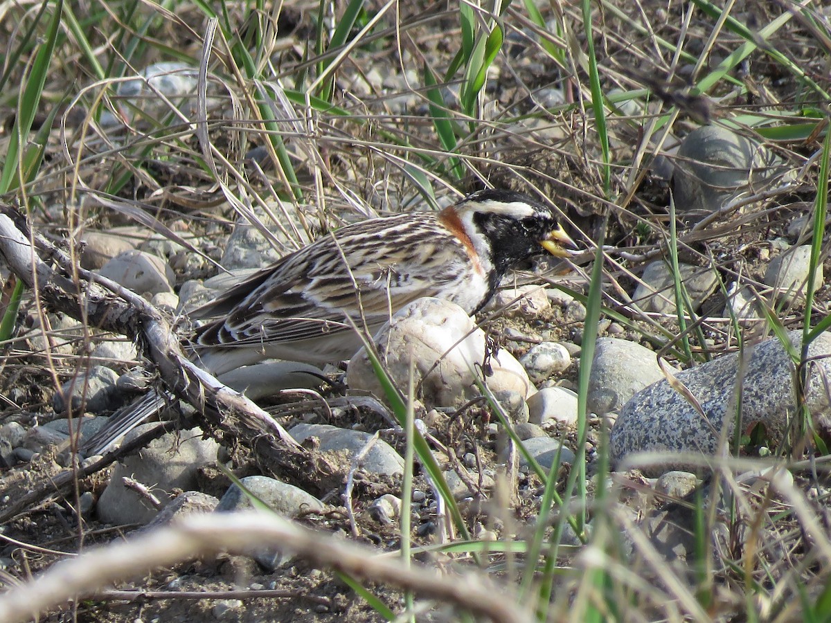 Lapland Longspur - ML230366401