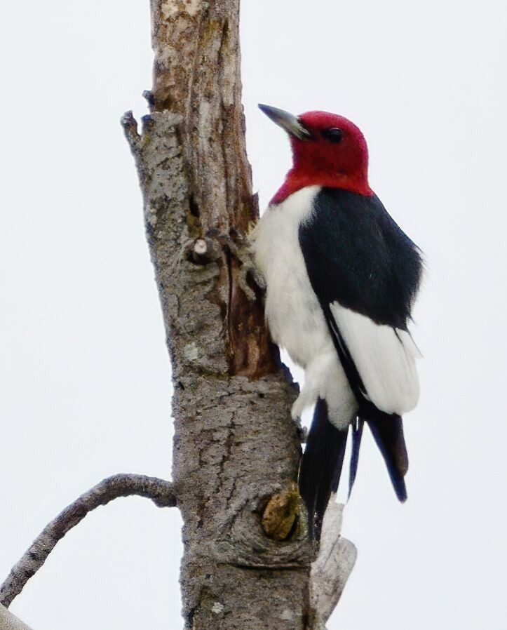 Red-headed Woodpecker - ML230367351