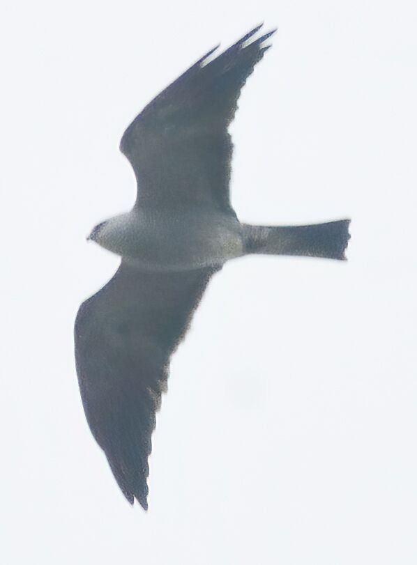 Mississippi Kite - ML230368461