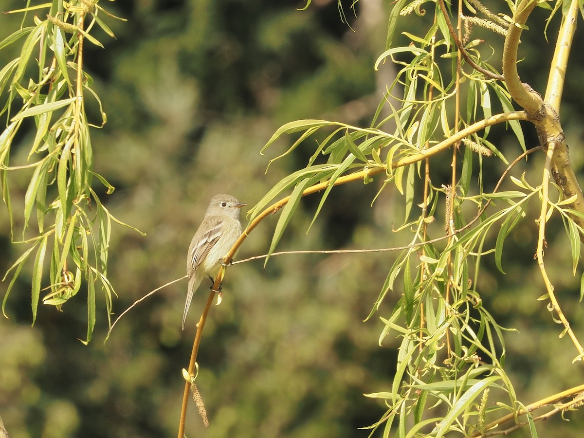 Dusky Flycatcher - ML230374291