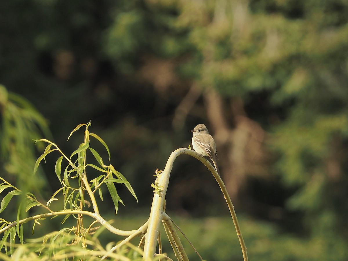 Dusky Flycatcher - ML230374301