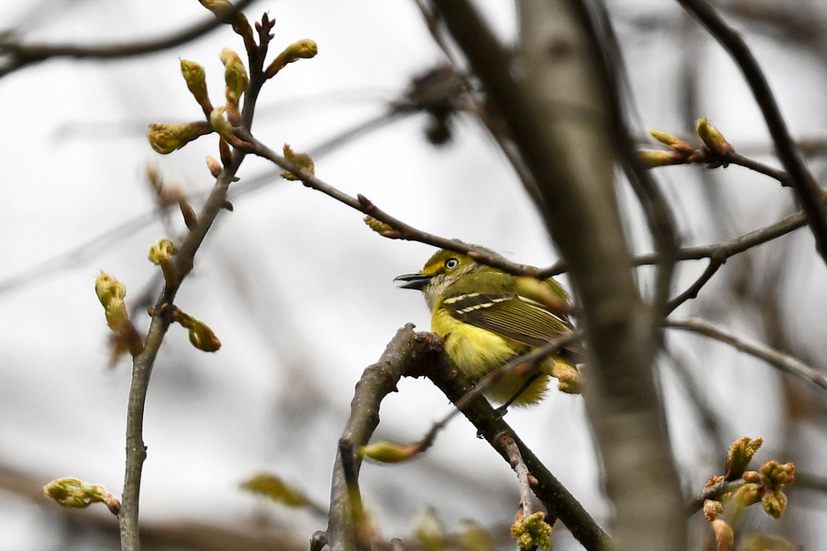 White-eyed Vireo - Brian Henderson