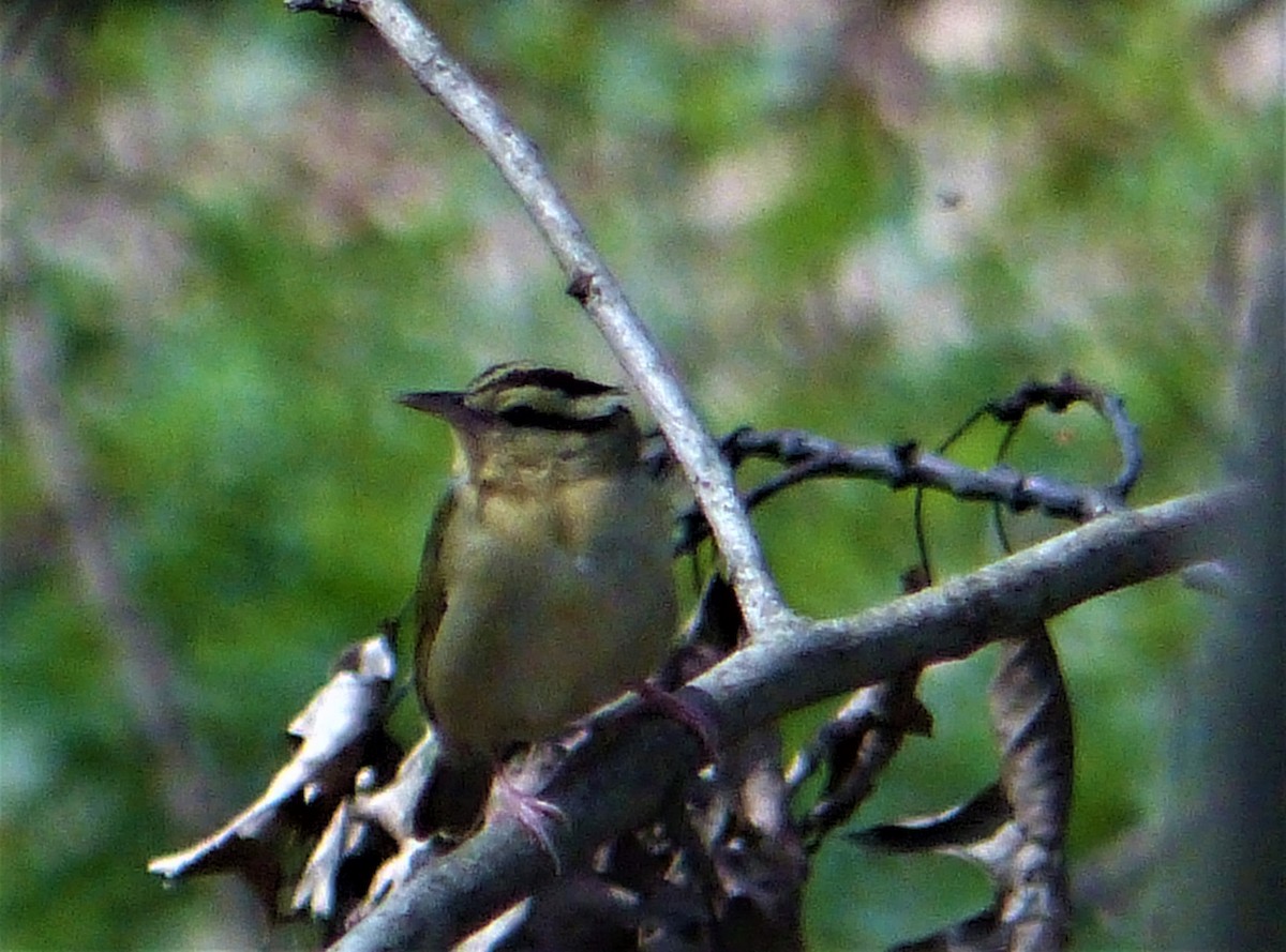 Paruline vermivore - ML230377781