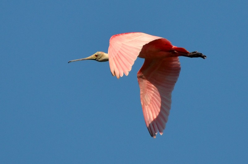 Roseate Spoonbill - Kevin Lapp