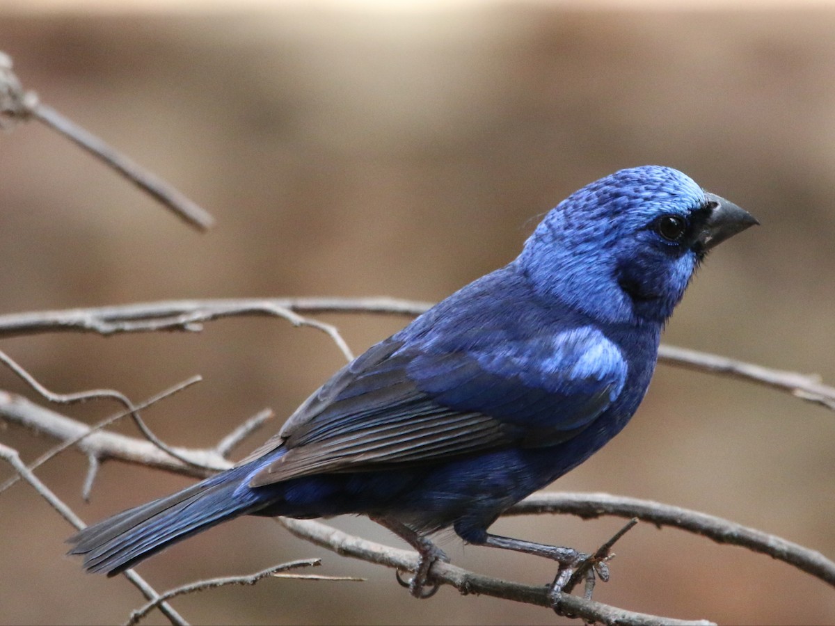 Blue Bunting - Isaias Morataya