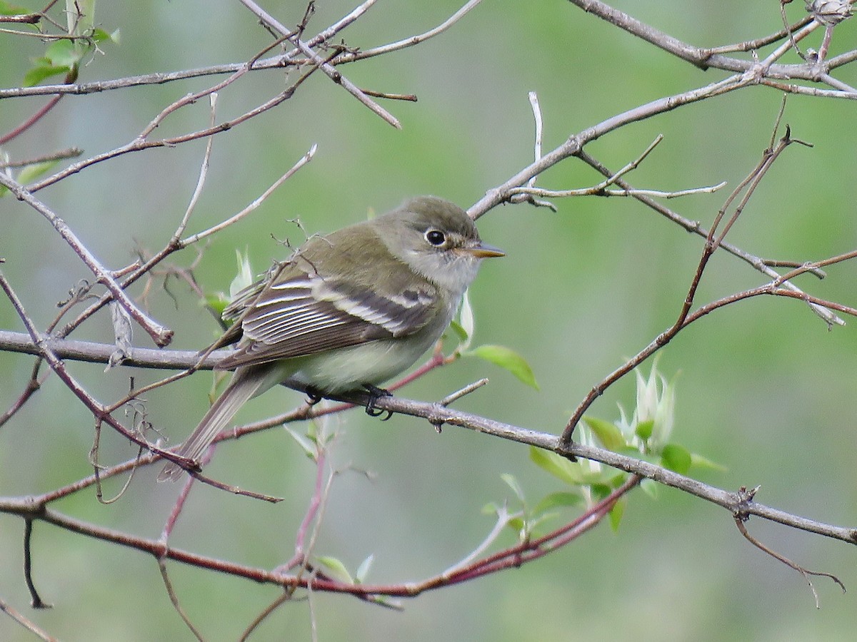 Least Flycatcher - ML230380531