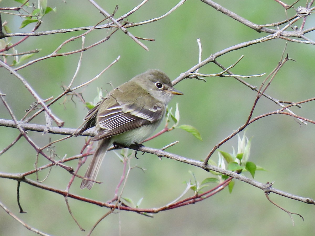 Least Flycatcher - ML230380541