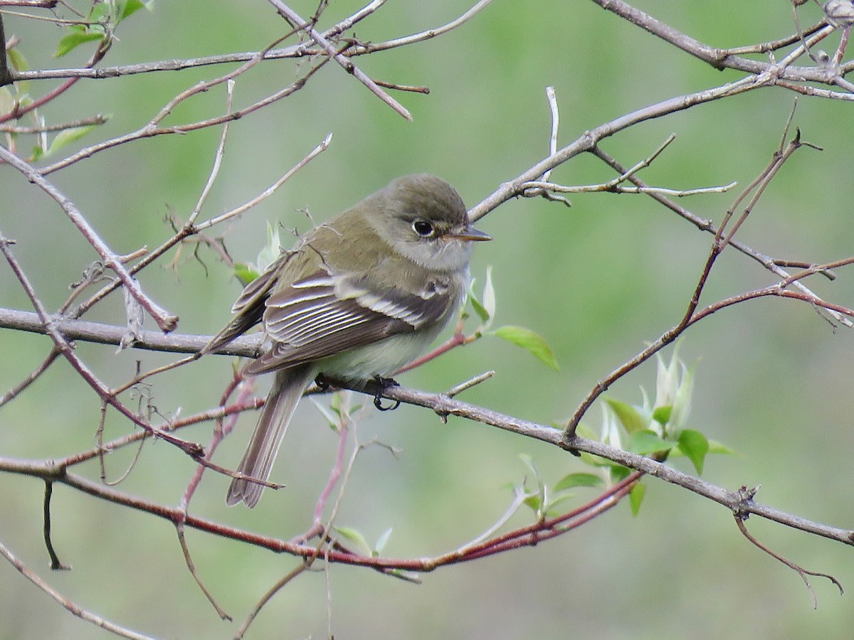 Least Flycatcher - ML230380551