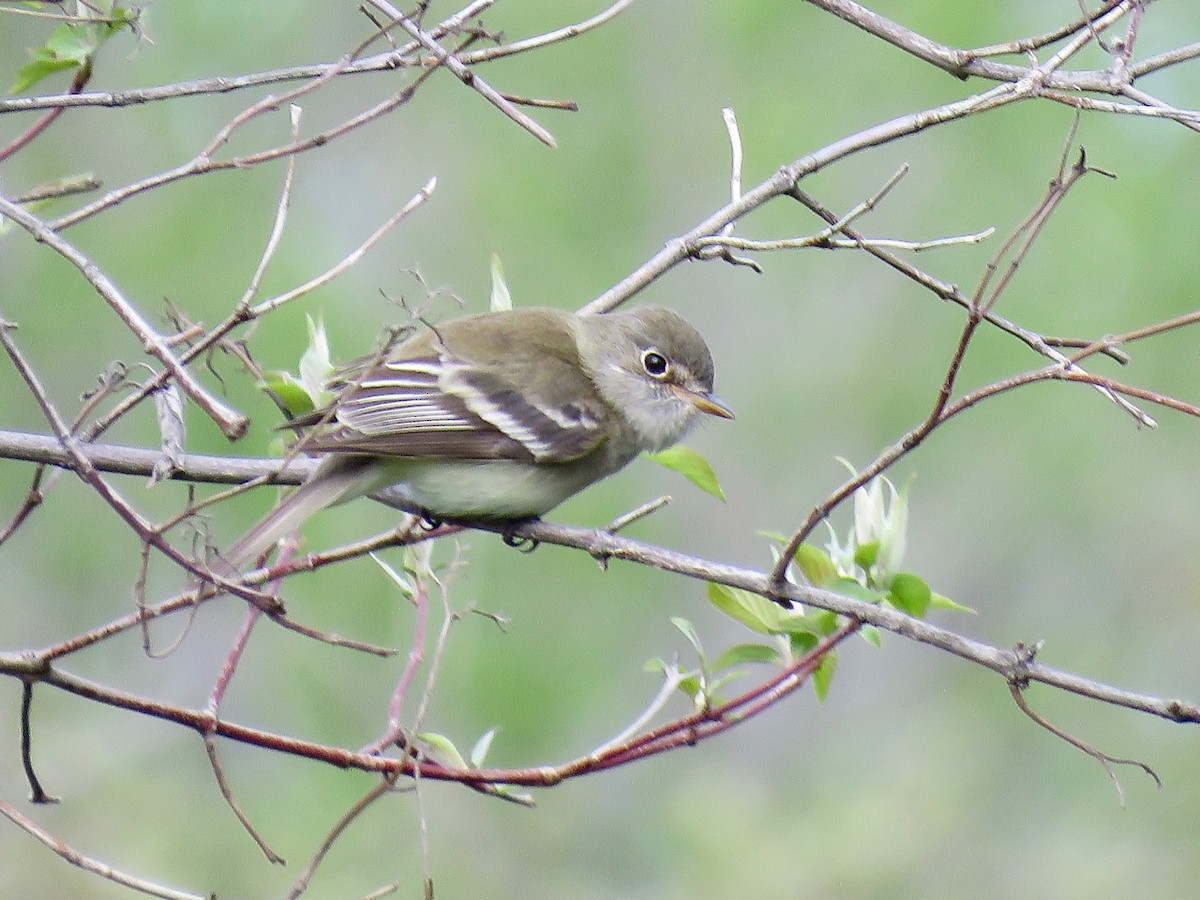 Least Flycatcher - ML230380571