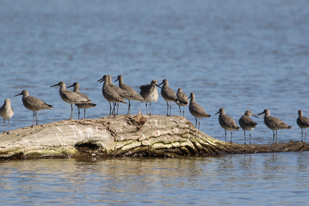 Willet - Jim Smallwood