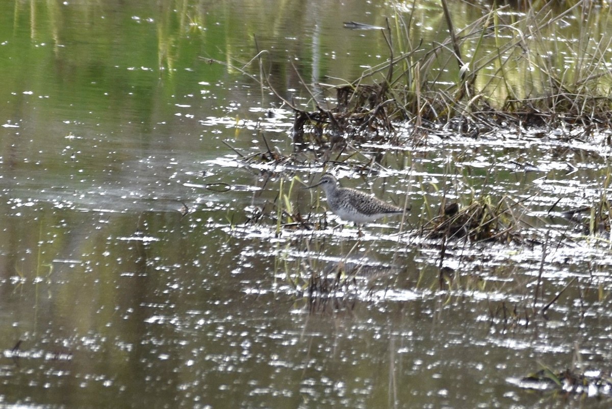 Lesser Yellowlegs - ML230382561