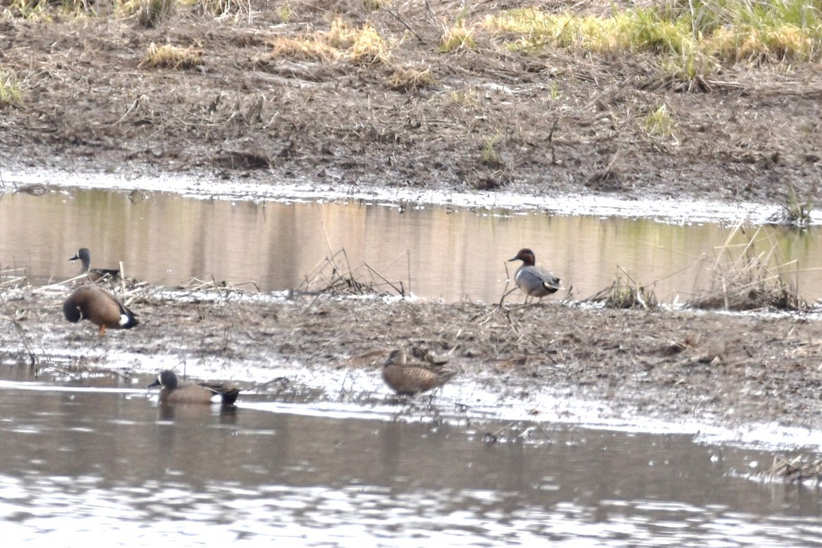 Green-winged Teal - ML230382821