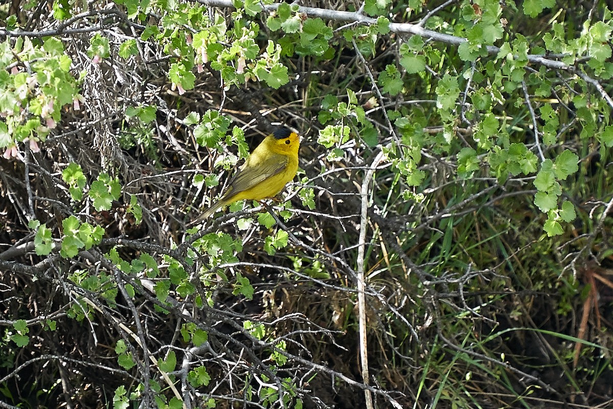 Wilson's Warbler - ML230386911