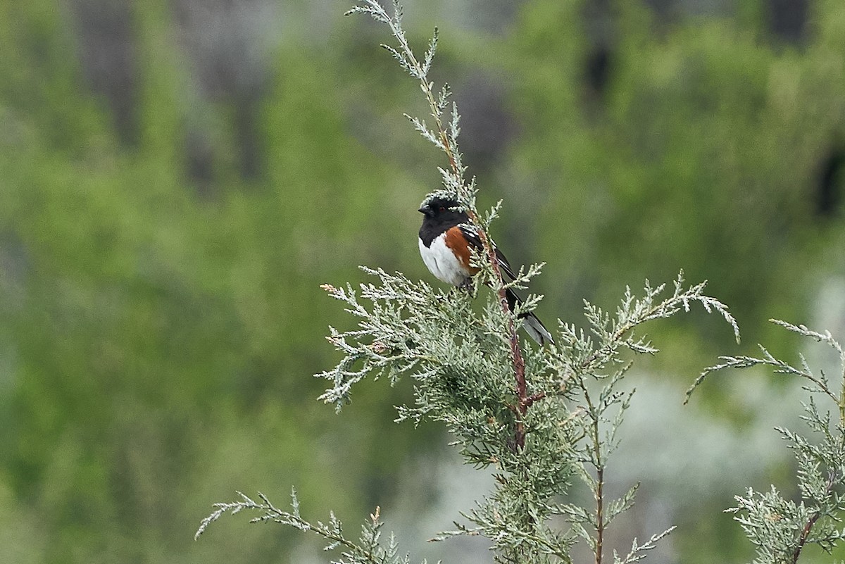 Spotted Towhee - ML230387381