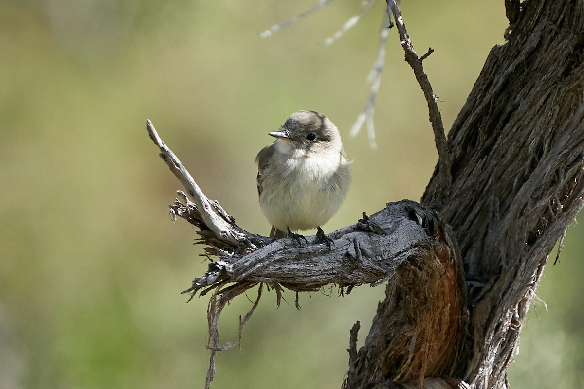 Gray Flycatcher - ML230387991