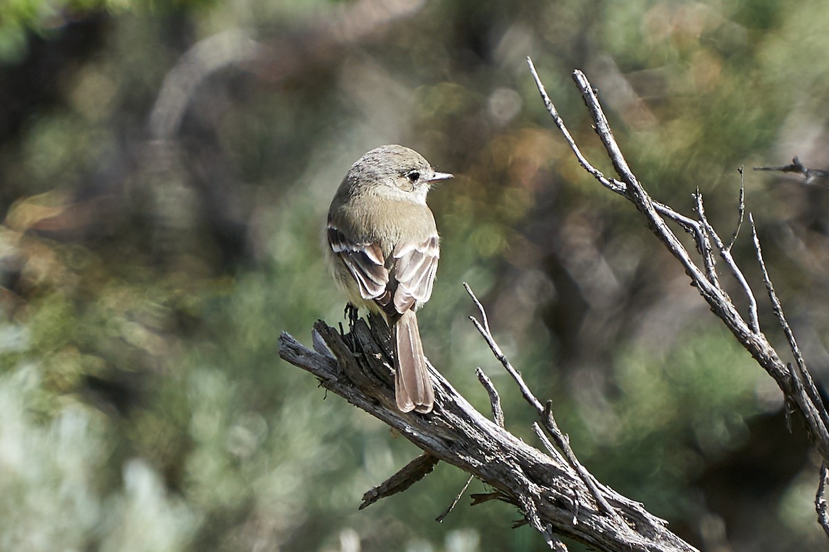 Gray Flycatcher - ML230388341