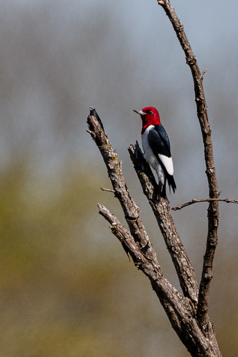 Red-headed Woodpecker - ML230389791