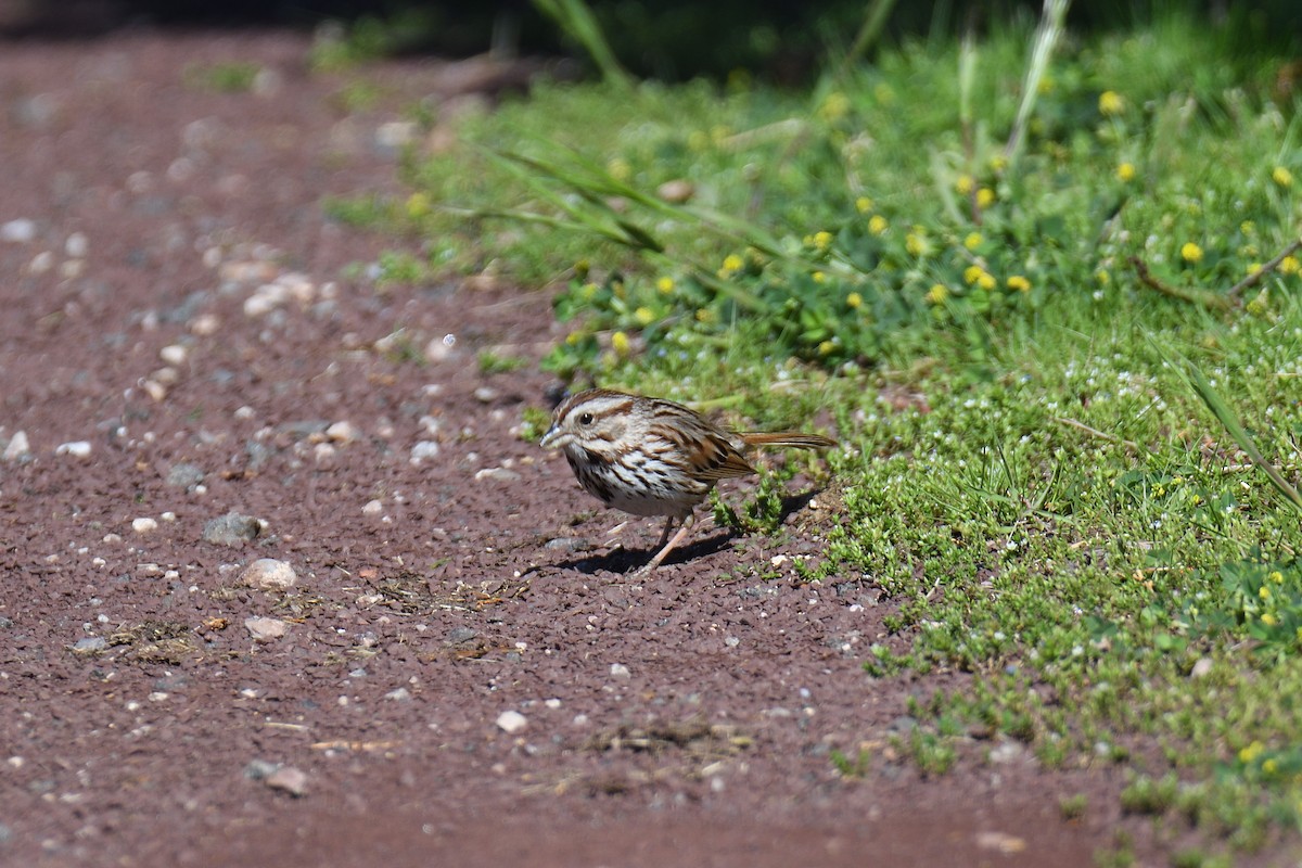 Song Sparrow - ML230391421