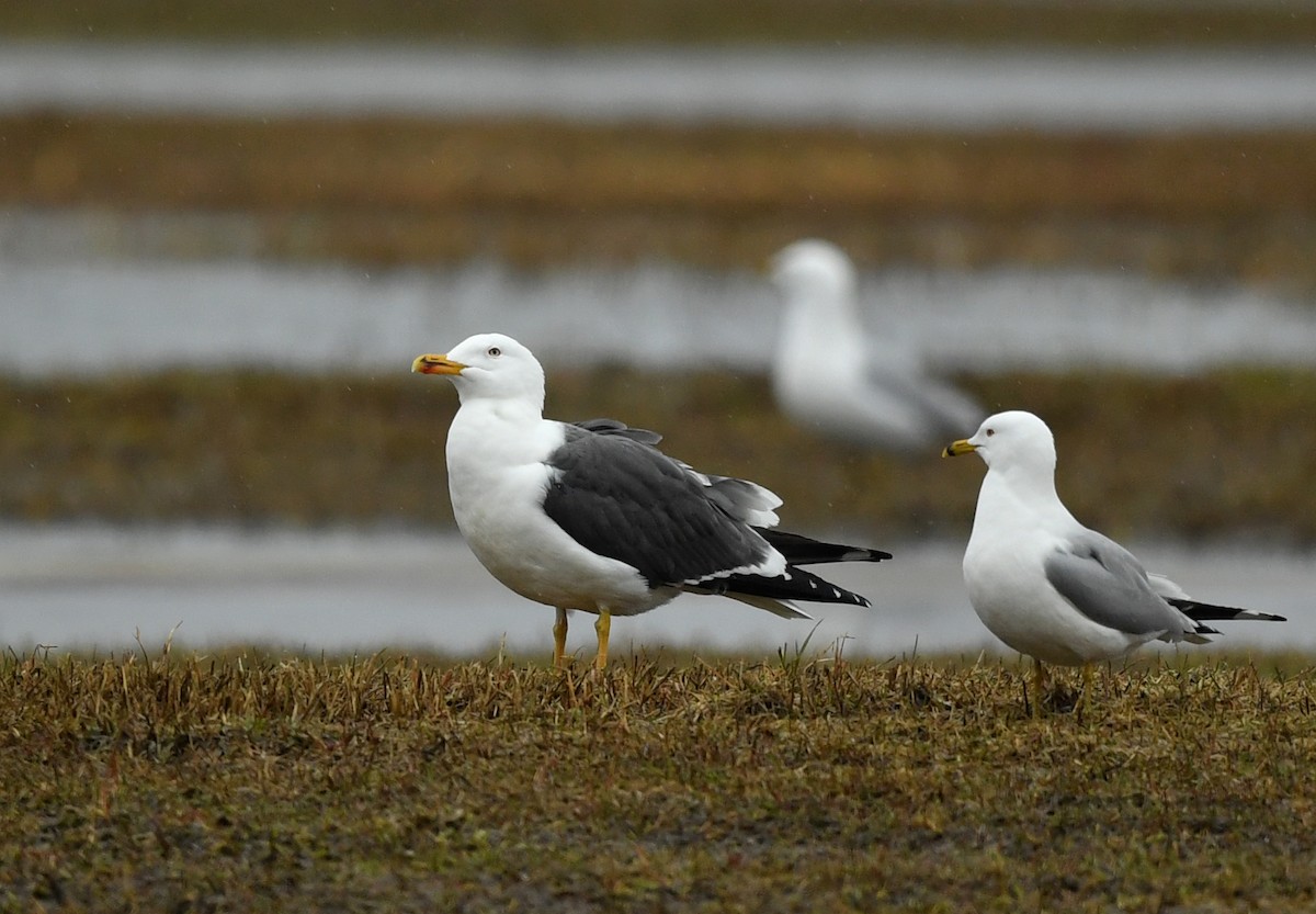 Lesser Black-backed Gull - ML230393741