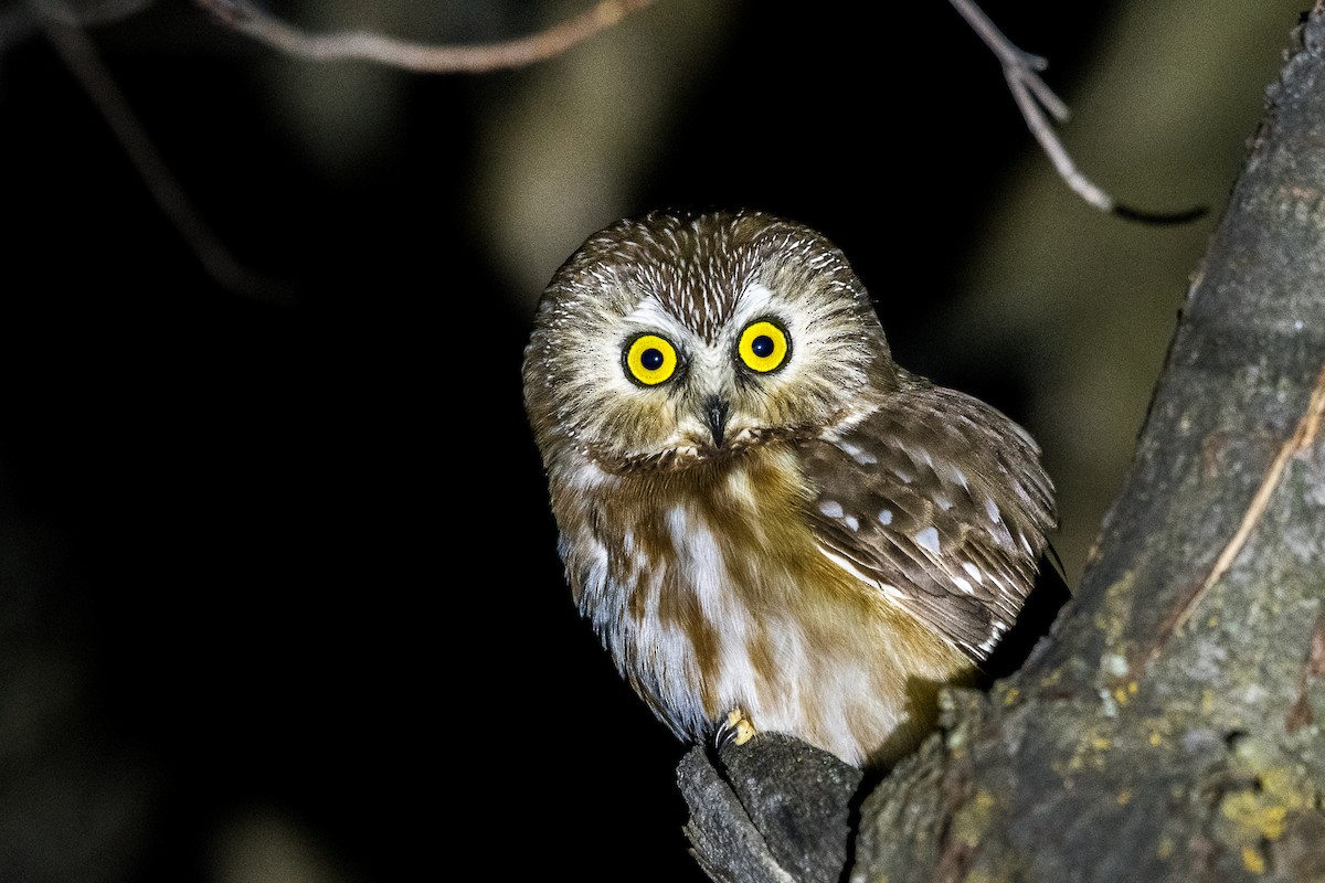 Northern Saw-whet Owl - Jeff Cooper