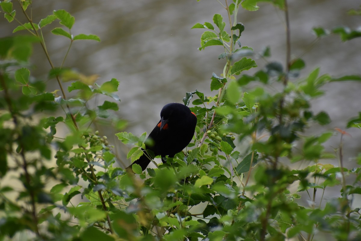 Red-winged Blackbird - ML230395691