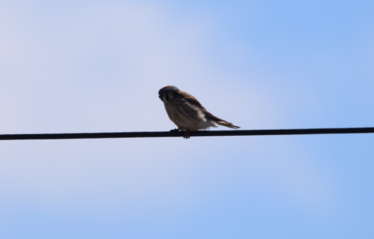 American Kestrel - Lee Adam