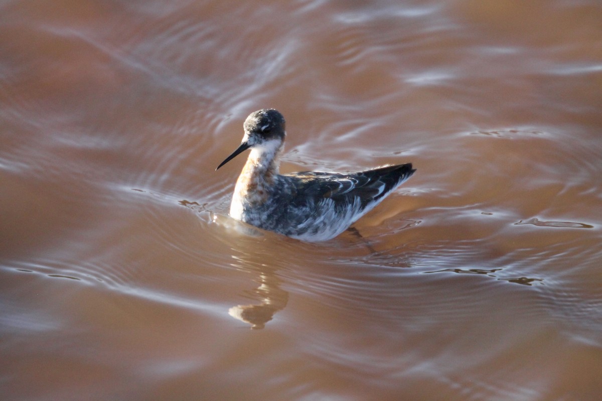 Red-necked Phalarope - ML230396711