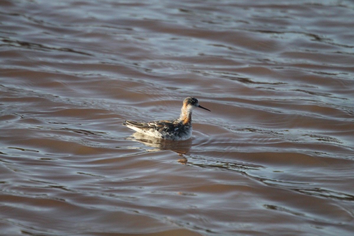 Phalarope à bec étroit - ML230396801