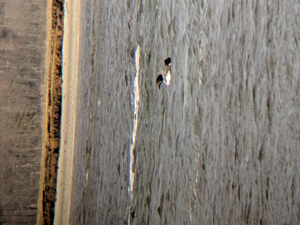 potáplice lední - ML230398921