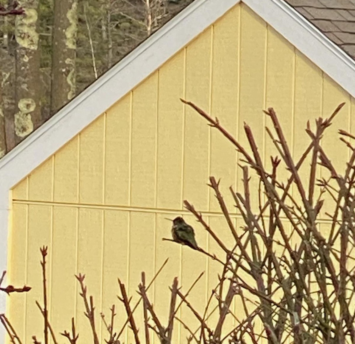 kalypta rubínohrdlá - ML230399641