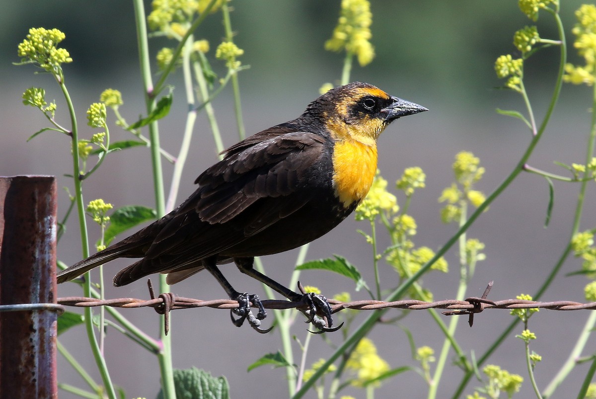 Yellow-headed Blackbird - ML230399771