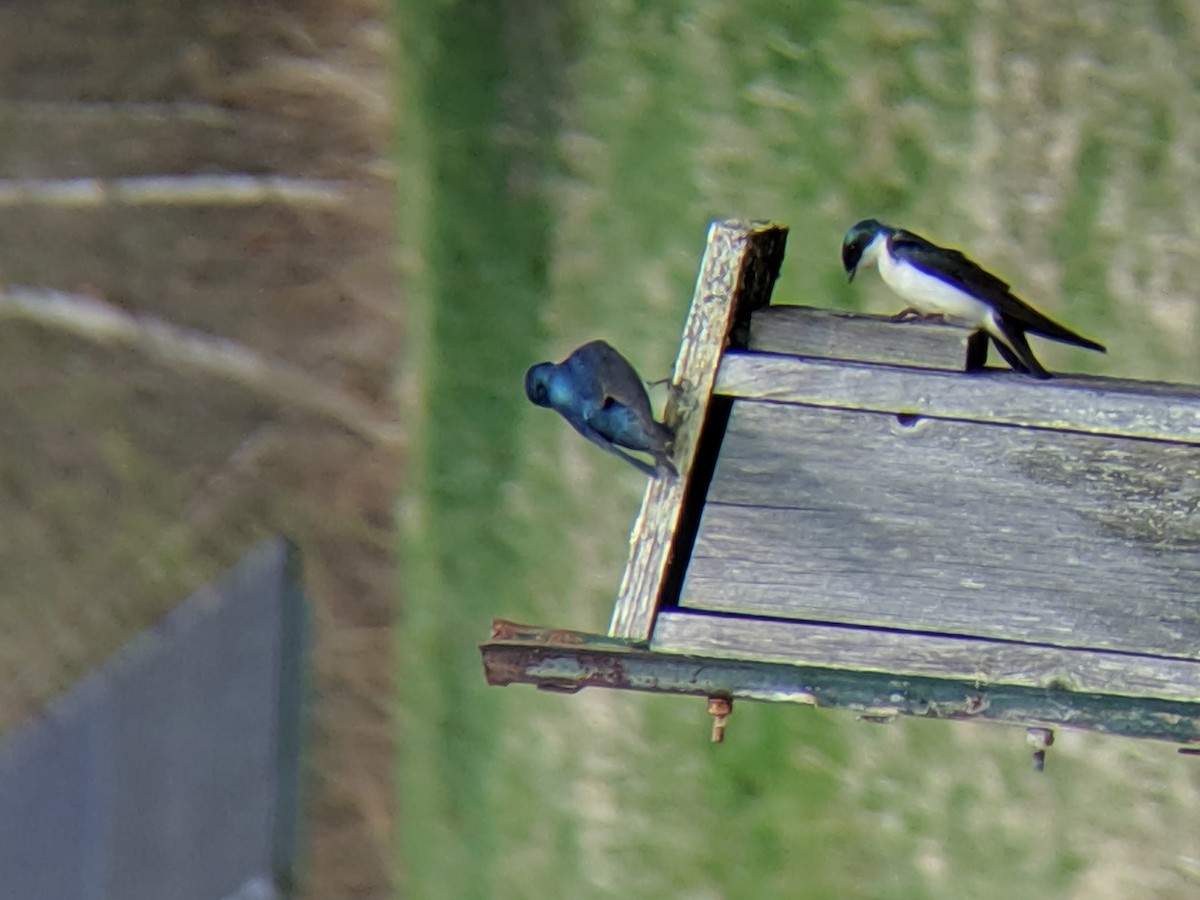 Tree Swallow - ML230400241