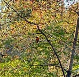 trupiál baltimorský - ML230400361